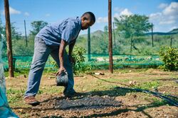 A man working biochar into soil in a greenhouse