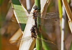 Blue spotted Hawkers Mating 1016.jpg