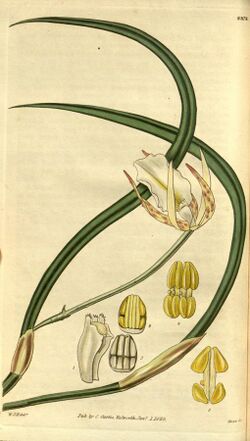 Brassavola tuberculata - Curtis' 56 (NS 3) pl. 2878 (1829).jpg