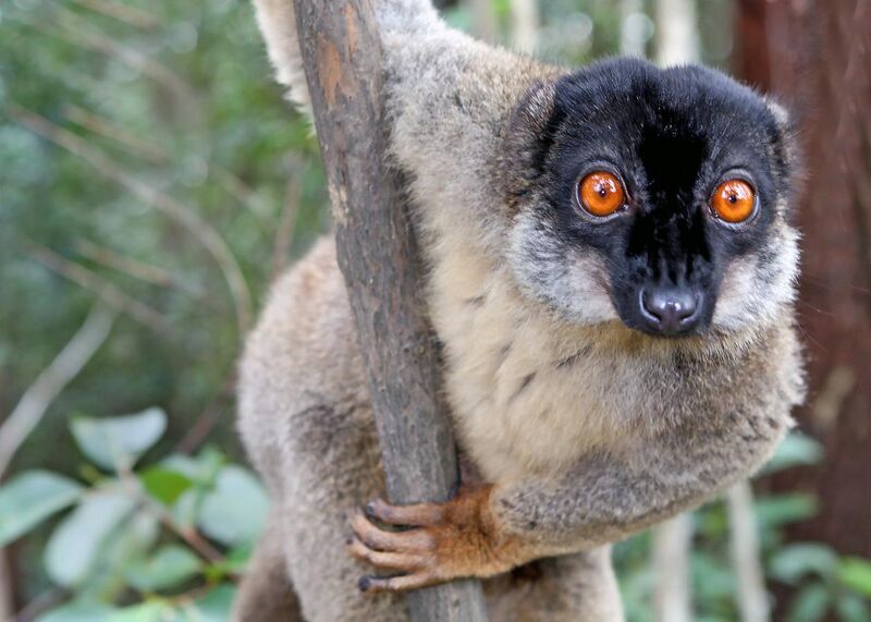 File:Brown Lemur in Andasibe.jpg