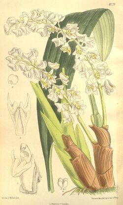 Bryobium hyacinthoides (as Eria hyacinthoides) - Curtis' 134 (Ser. 4 no. 4) pl. 8229 (1908).jpg