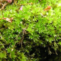 Bryum capillare 2005.07.25 10.45.47.jpg