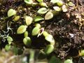 Bulbophyllum depressum 121102493.jpg