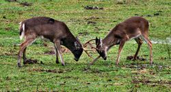 Cades-cove-deer-fighting-tn1.jpg