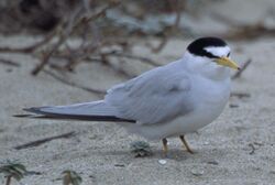 California Least Tern.jpg