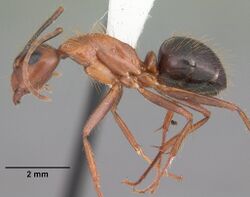 Camponotus floridanus casent0103673 profile 1.jpg