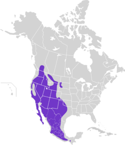 Catherpes mexicanus map.svg