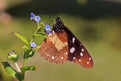 Chief (Amauris echeria) underside.jpg