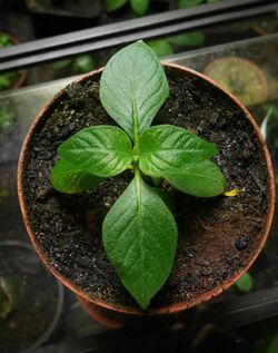 Cinchona pubescens seedling.jpg