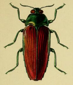 Colobogaster desmarestii.JPG