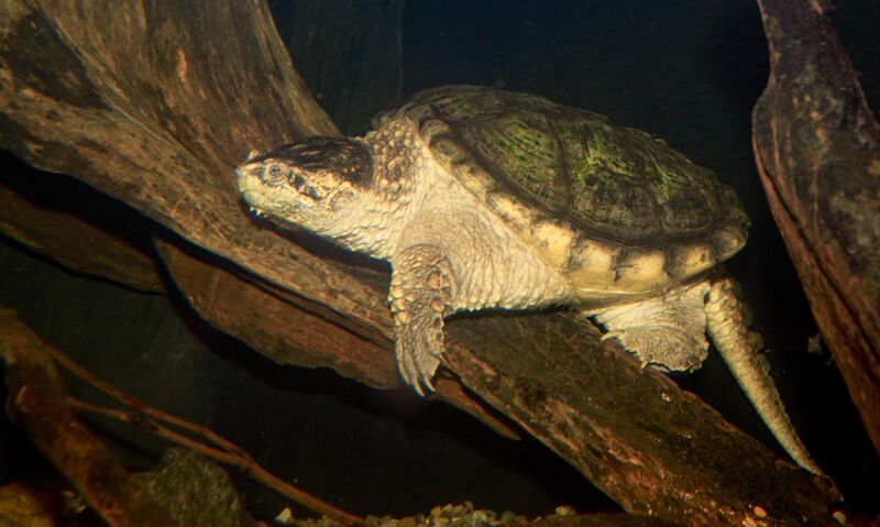 File:Common snapping turtle - Chelydra serpentina.jpg