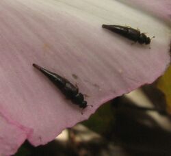 Conotelus larvae.jpg