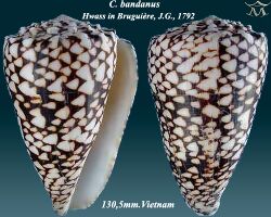 Conus bandanus 4.jpg