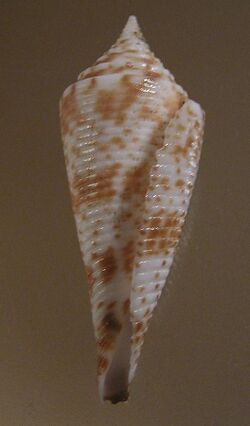 Conus comatosa 001.jpg