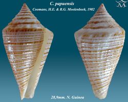Conus papuensis 1.jpg