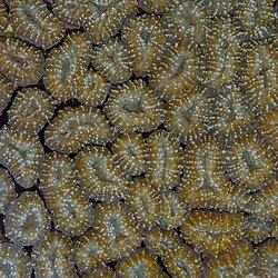 Coral (Lobophyllia corymbosa), mar Rojo, Egipto, 2023-04-18, DD 165.jpg