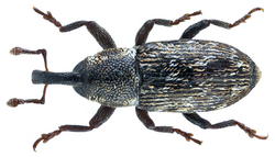 Cosmobaris scolopacea (Germar, 1818) Syn.- Baris scolopacea Germar, 1818 (13038368074).png