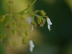 Crested flower Isodon (22643568655).jpg