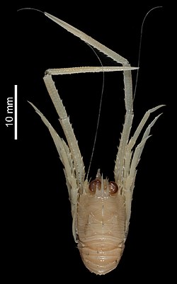 Crosnierita dicata (MNHN-IU-2014-10716) 001.jpeg