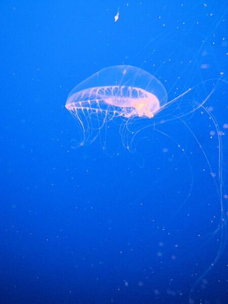 File:Crystal Jelly ("Aequorea Victoria"), Monterey Bay Aquarium, Monterey, California, USA.jpg