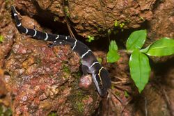 Cyrtodactylus albofasciatus - Shreeram M V - Jog, Karnataka, India.jpg