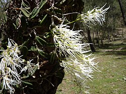 Dendrobium linguiforme 03.jpg