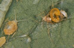 Diaeretiella rapae larvae 1.jpg
