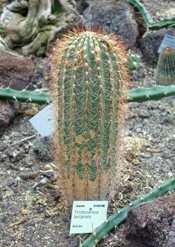 Echinopsis tarijensis (Trichocereus tarijensis) - Flora park - Cologne, Germany - DSC00781.jpg