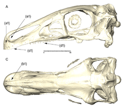 Erlikosaurus and Halszkaraptor skull (cropped).png