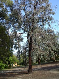 Eucalyptus sideroxylon1.jpg