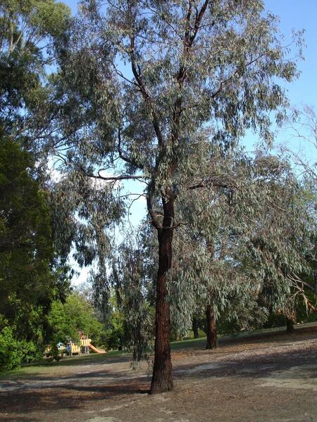 File:Eucalyptus sideroxylon1.jpg