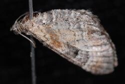 Eupithecia johnstoni.JPG