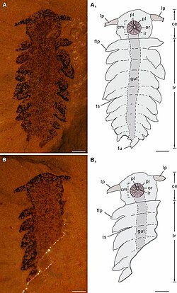 Figure 1, Parvibellus atavus gen. et sp. nov. Holotype.jpg