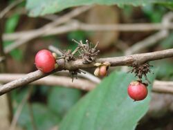 Flickr - João de Deus Medeiros - Doliocarpus brevipedicellatus (1).jpg