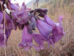 Flickr - João de Deus Medeiros - Jacaranda caroba.jpg