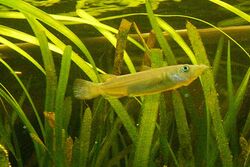 Freshwater halfbeak in aquarium.jpg