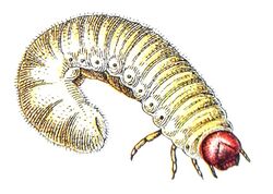 Gnorimus nobilis larva Reitter.jpg
