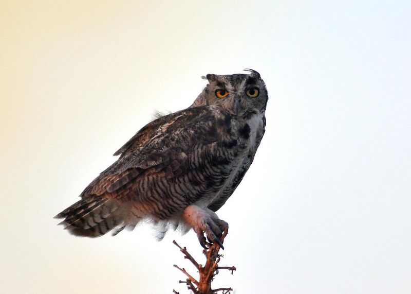 File:Great Horned Owl at twilight, Mojave Desert.jpg