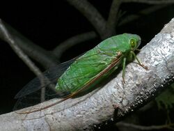 Green Cicada (Dundubia vaginata) (8403673898).jpg