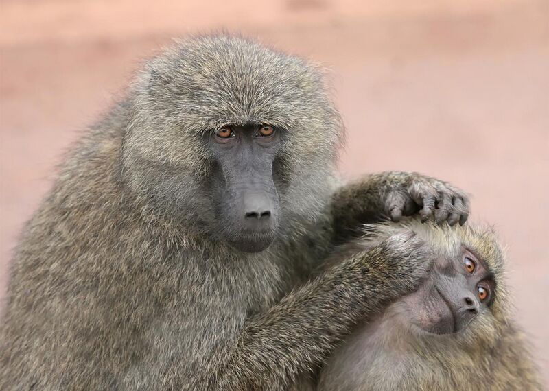 File:Grooming monkeys.jpg