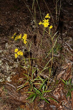 Helianthus longifolius.jpg