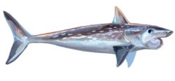 Helicoprion reccon.png