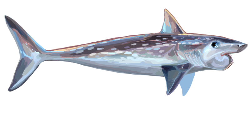 File:Helicoprion reccon.png