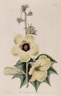Hibiscus racemosus Bot. Reg. 11. 917.1825.jpg