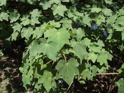 Hibiscus taiwanensis 台湾芙蓉 (天問) 001.jpg