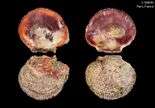 Hinnites corallinus (MNHN-IM-2000-24375).jpeg