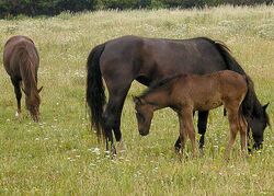 Horses.london.750pix.jpg