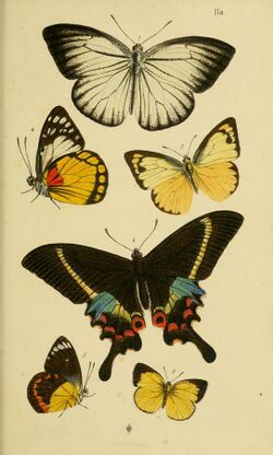 HorsfieldMoorCatalogueEastIndiaCompanyLepidopteraPlateIIa.jpg