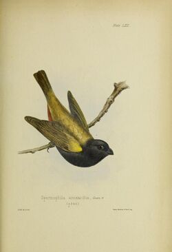 Illustrations of the birds of Jamaica (20116389412).jpg