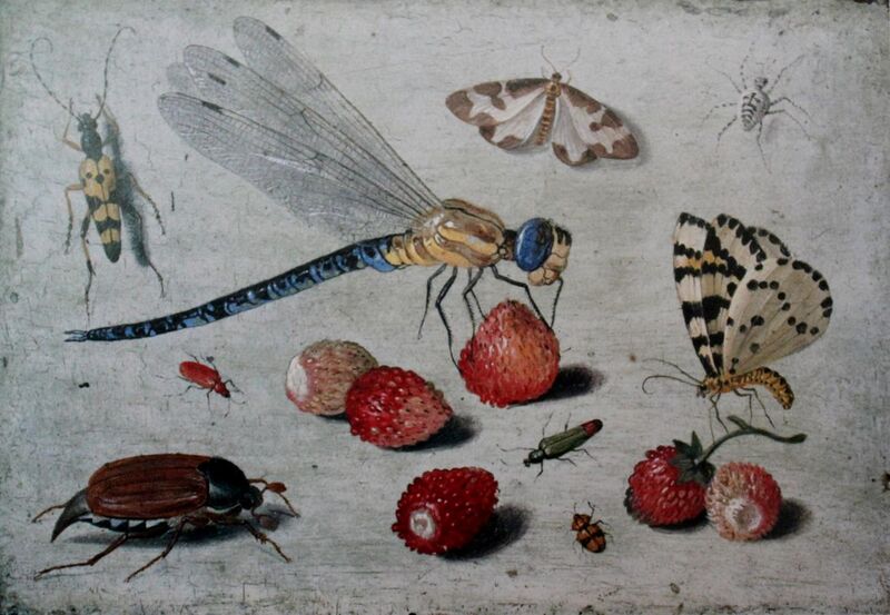 File:Jan van Kessel (I) Dragon-fly moths spider beetles with strawberries.jpg